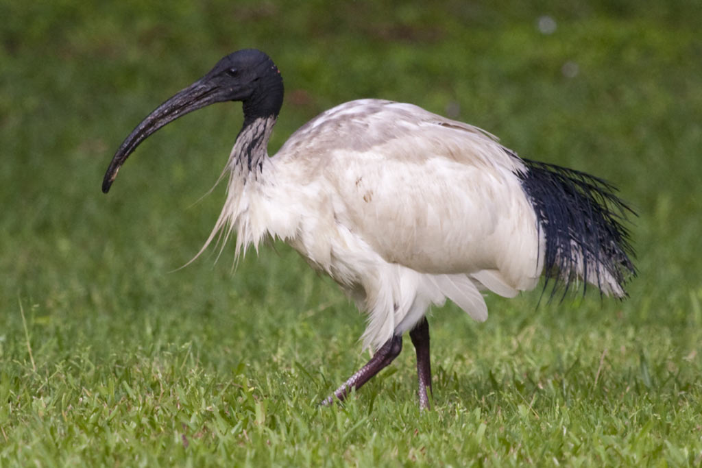 IMAGE: http://tobbe.net.au/blog/images/album/ibis2004.jpg