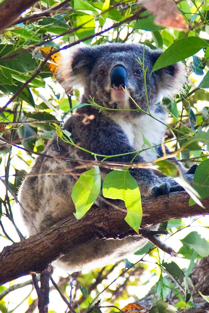 IMAGE: http://tobbe.net.au/images/koala3164.jpg