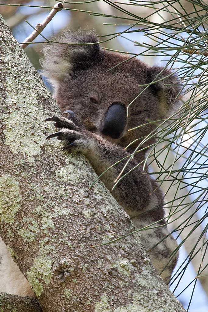 IMAGE: http://tobbe.net.au/images/koala3166.jpg