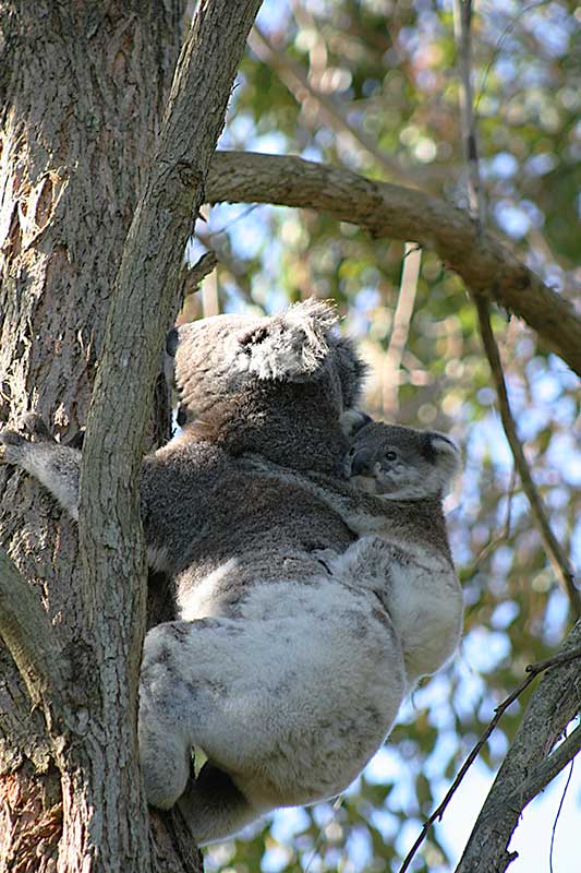 IMAGE: http://tobbe.net.au/images/koala_NC2202.jpg