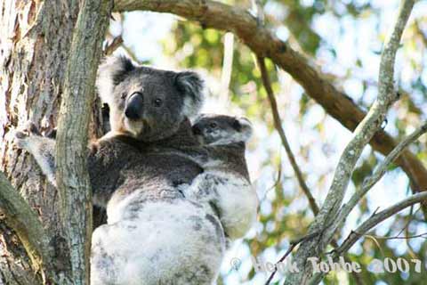 mother and baby koala